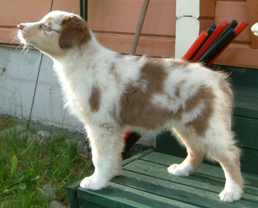 Stella