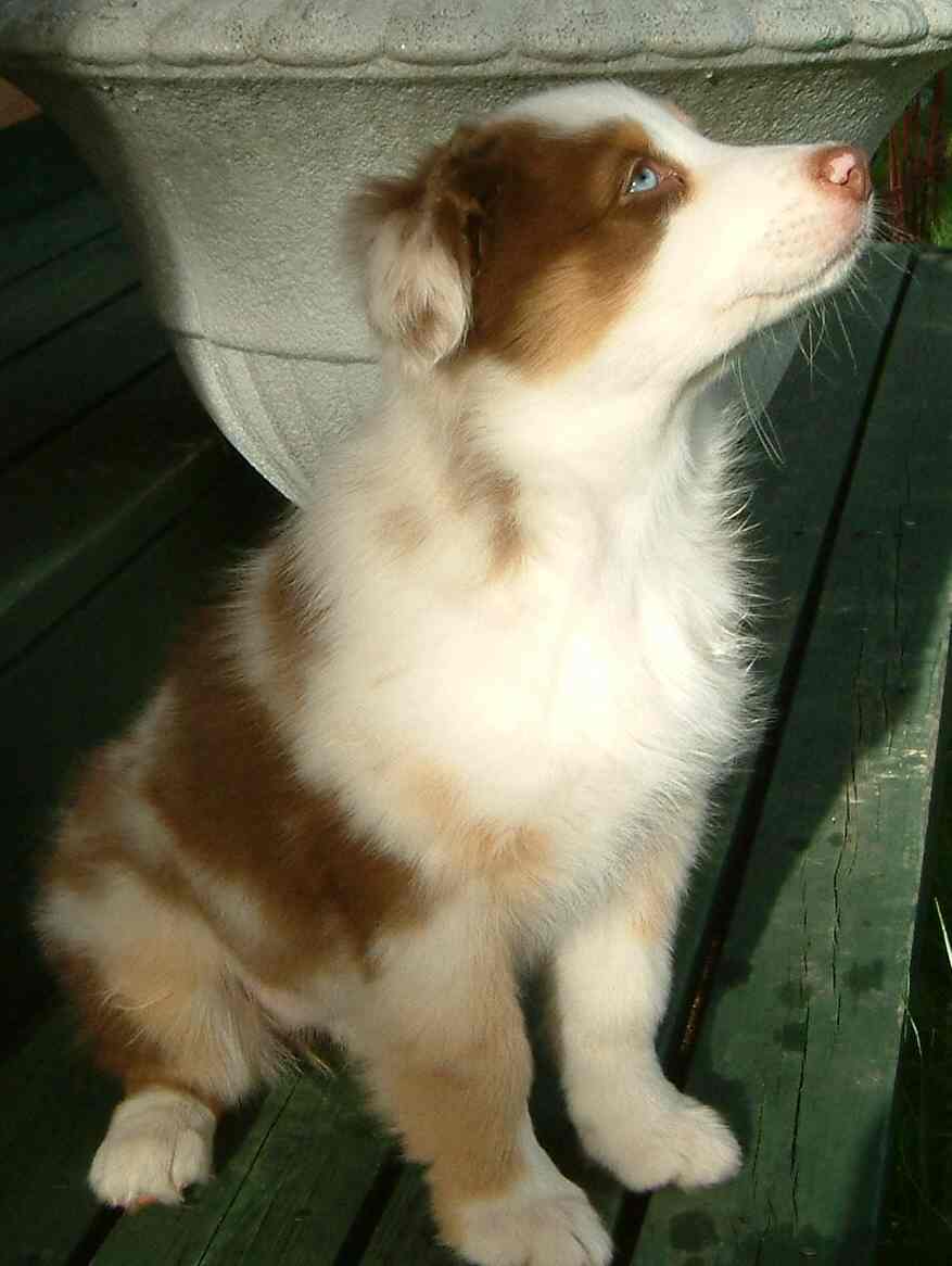 Stella