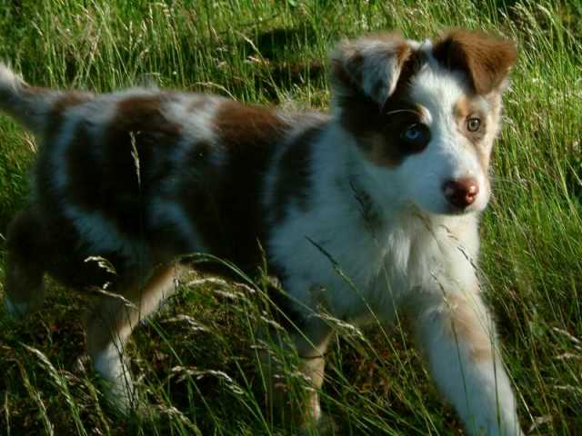 Stella