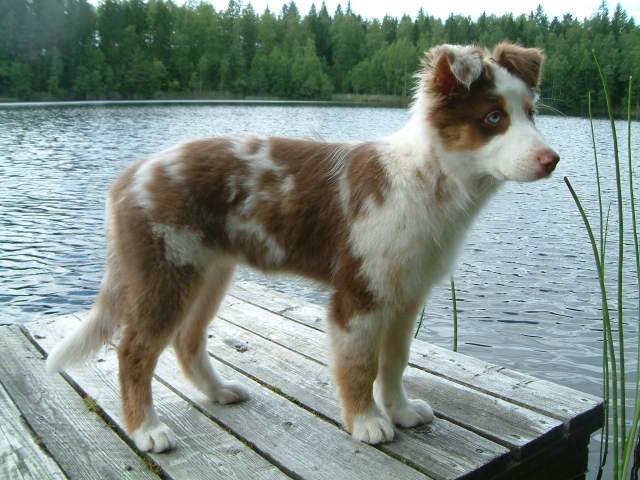Stella