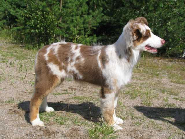 Stella