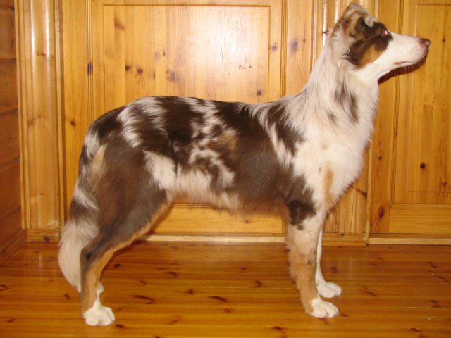 Stella