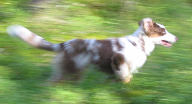 Stella